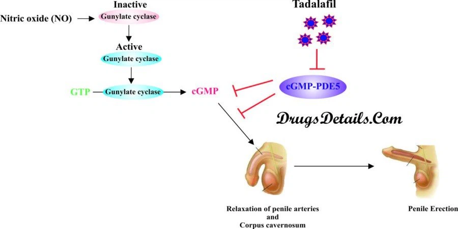 tadalafil work