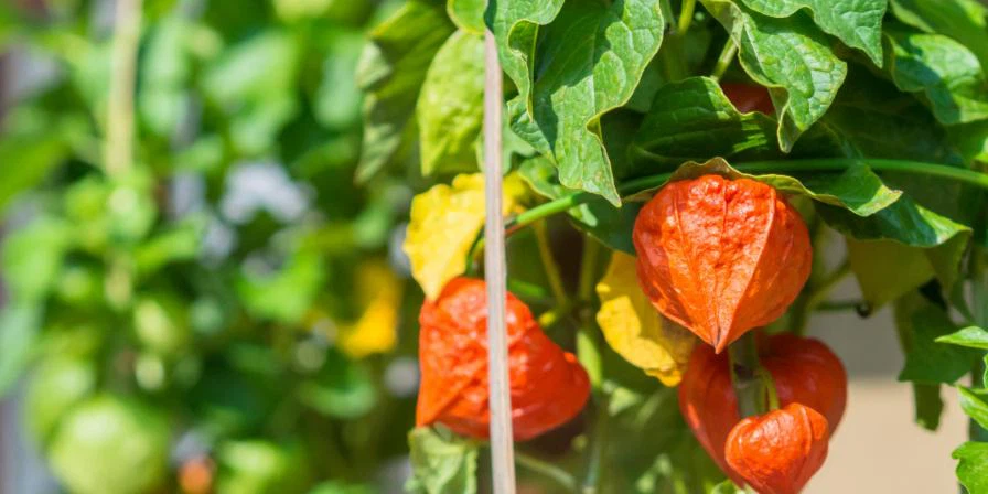 Ashwagandha Ashwagandha