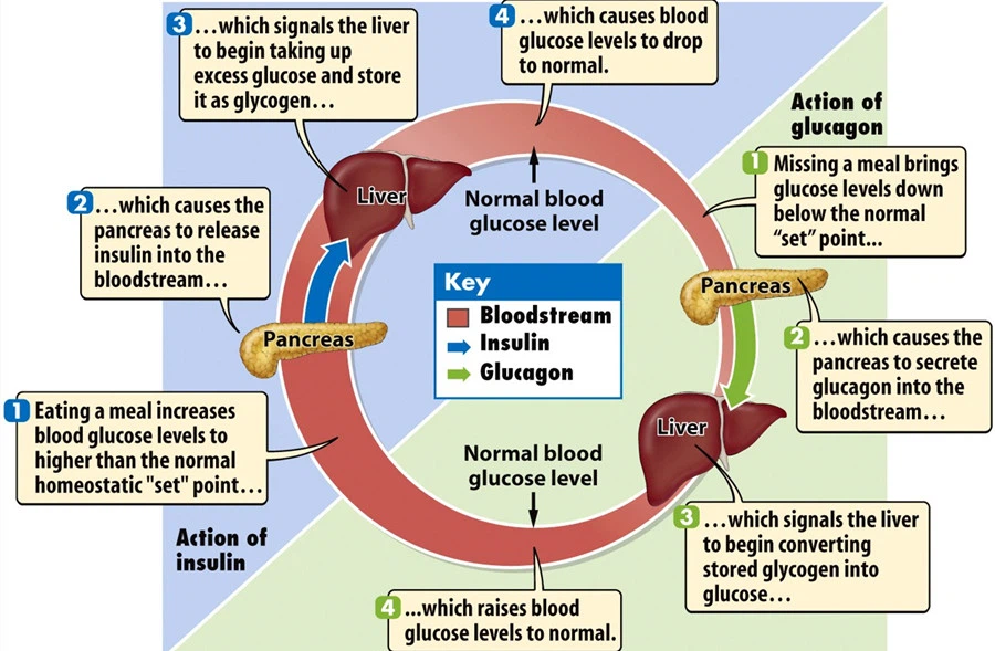 Balance blood sugar levels Balance blood sugar levels