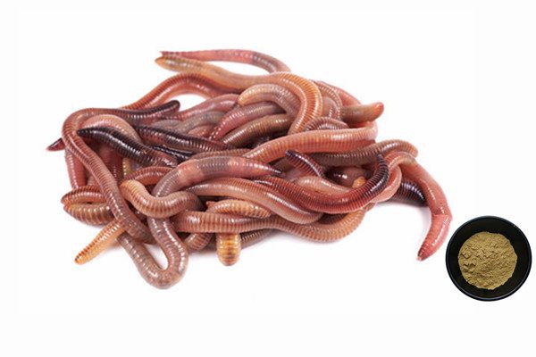 Lumbrokinase powder Supplement