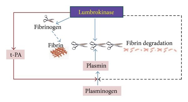 Lumbrokinase POWDER Mechanism Of Action