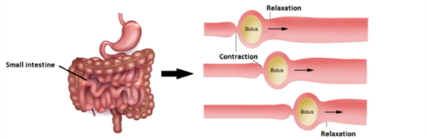 intestinal peristalsis intestinal peristalsis