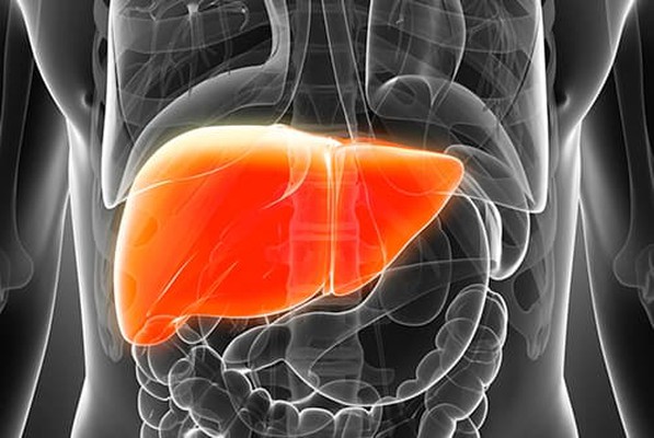 drugabuse-shutter128018909-human-liver-xray drugabuse-shutter128018909-human-liver-xray