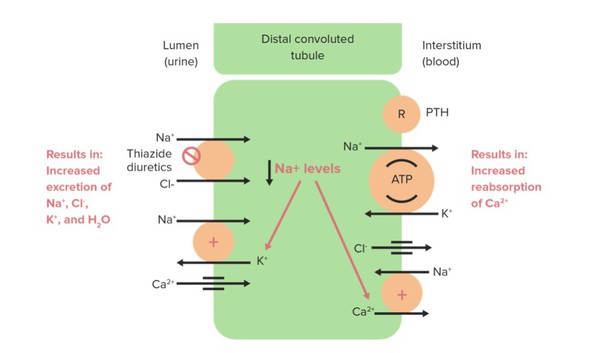 Thiazide-diuretics-acting Thiazide-diuretics-acting