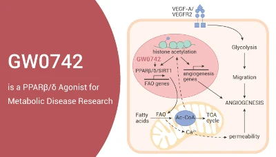 What are the benefits of GW 0742 What are the benefits of GW 0742