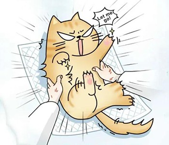 Anestezi ve Sedasyon Arasındaki Fark Nedir? Evcil Hayvan Sedasyonu Hakkında B...