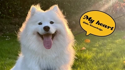 Köpeklerde Kalp Hastalığı Hakkında Temel Bilgiler