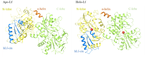 Apolactoferrin VS Lactoferrin Apolactoferrin VS Lactoferrin